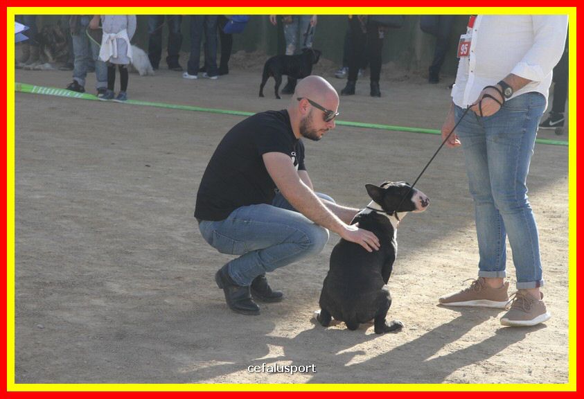 180311 mostra_canina 063.jpg